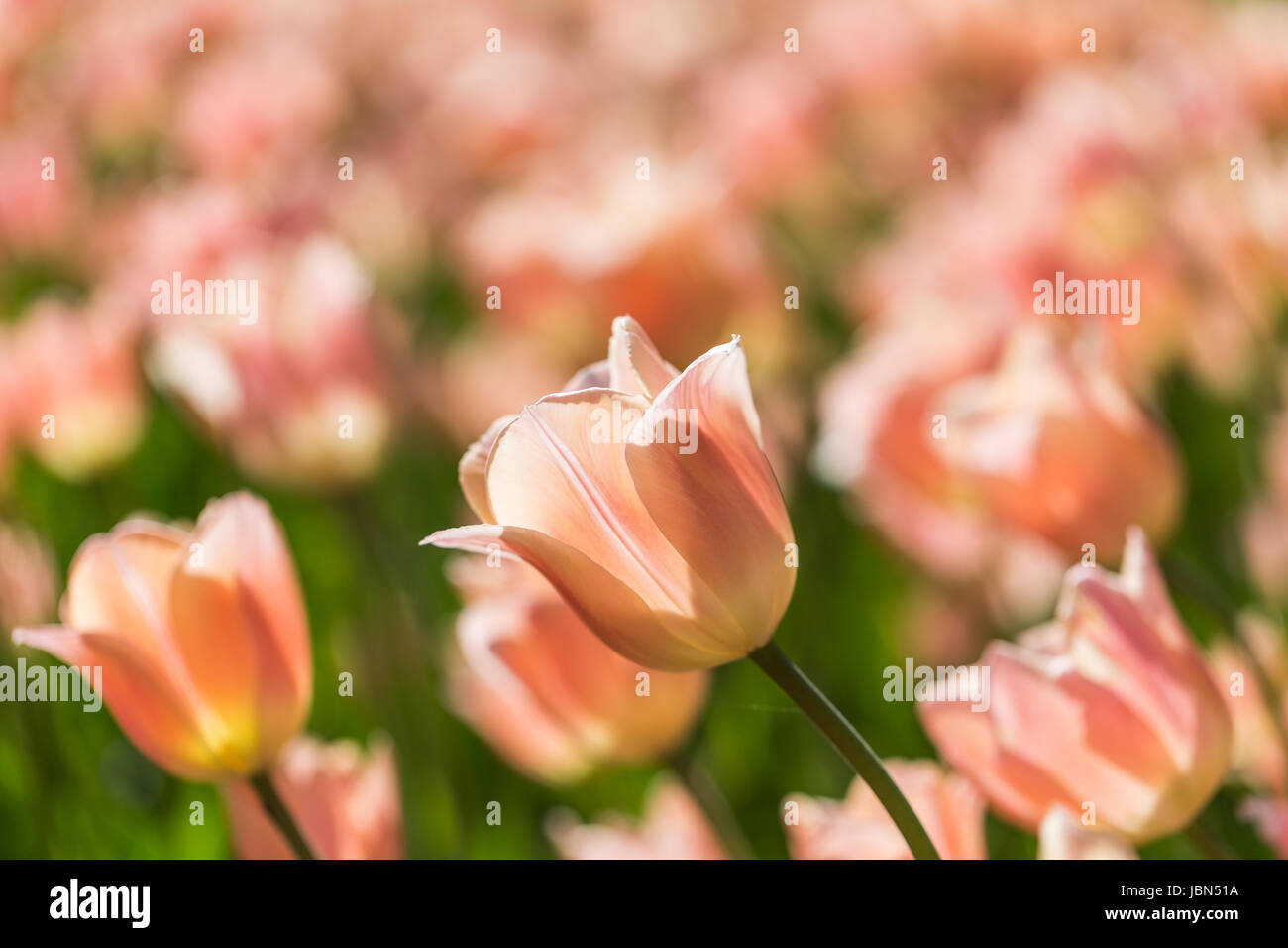 bright blooming colorful flowers tulips in garden Stock Photo - Alamy