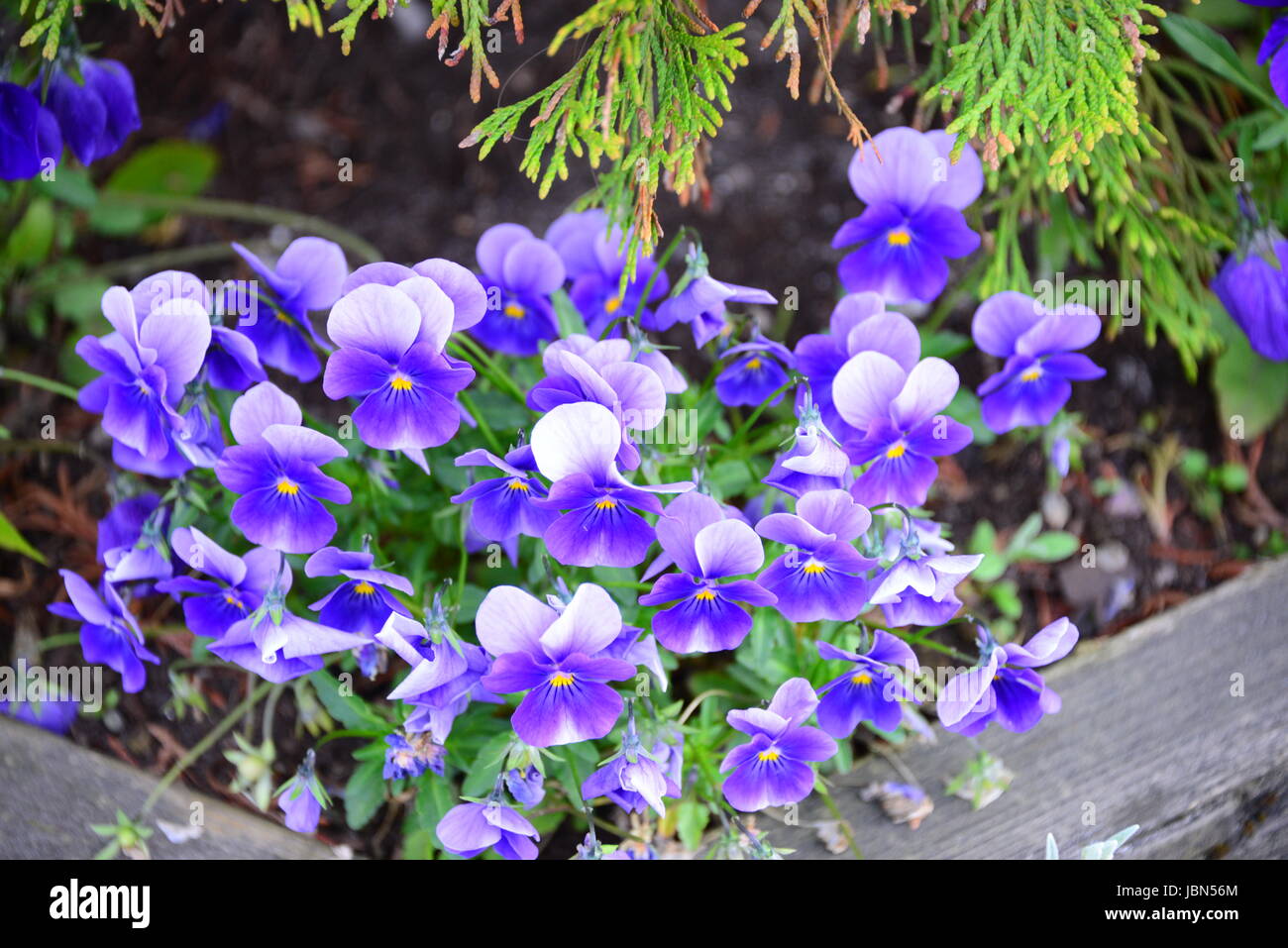 bleed vernal flowers Stock Photo Alamy