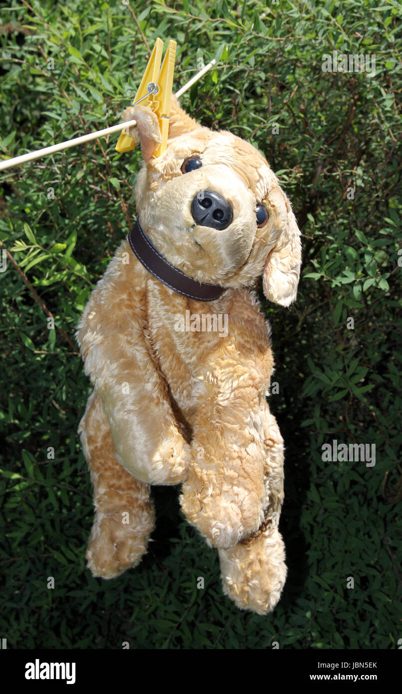 cuddly toy drying Stock Photo