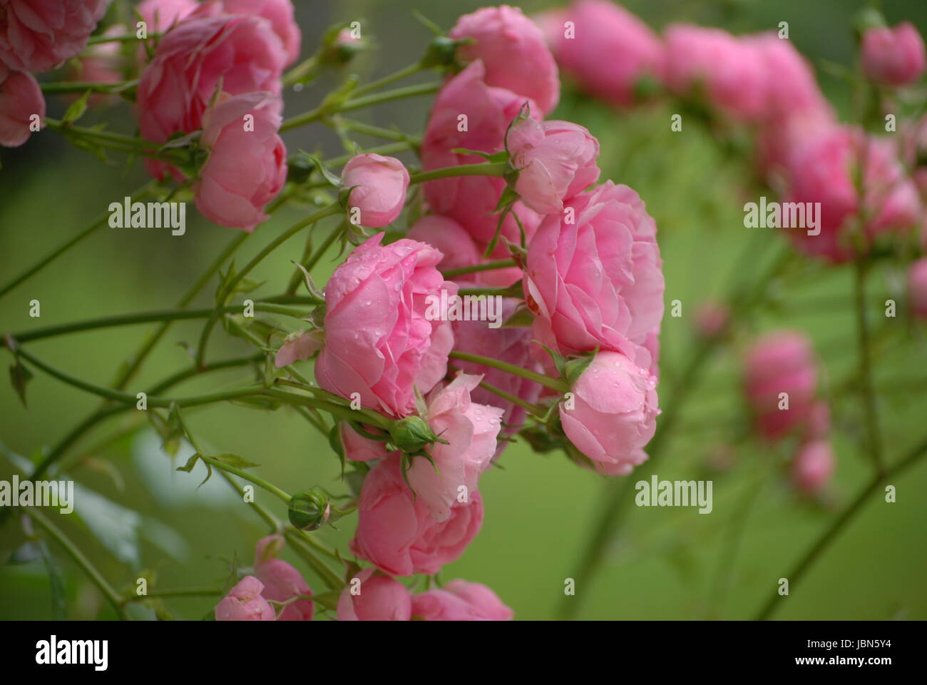 Beautiful garden roses Stock Photo - Alamy