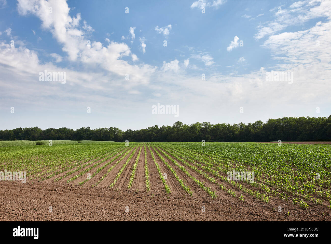 Green field with young corn Stock Photo - Alamy