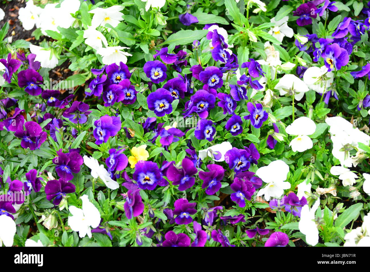 bleed vernal flowers Stock Photo Alamy