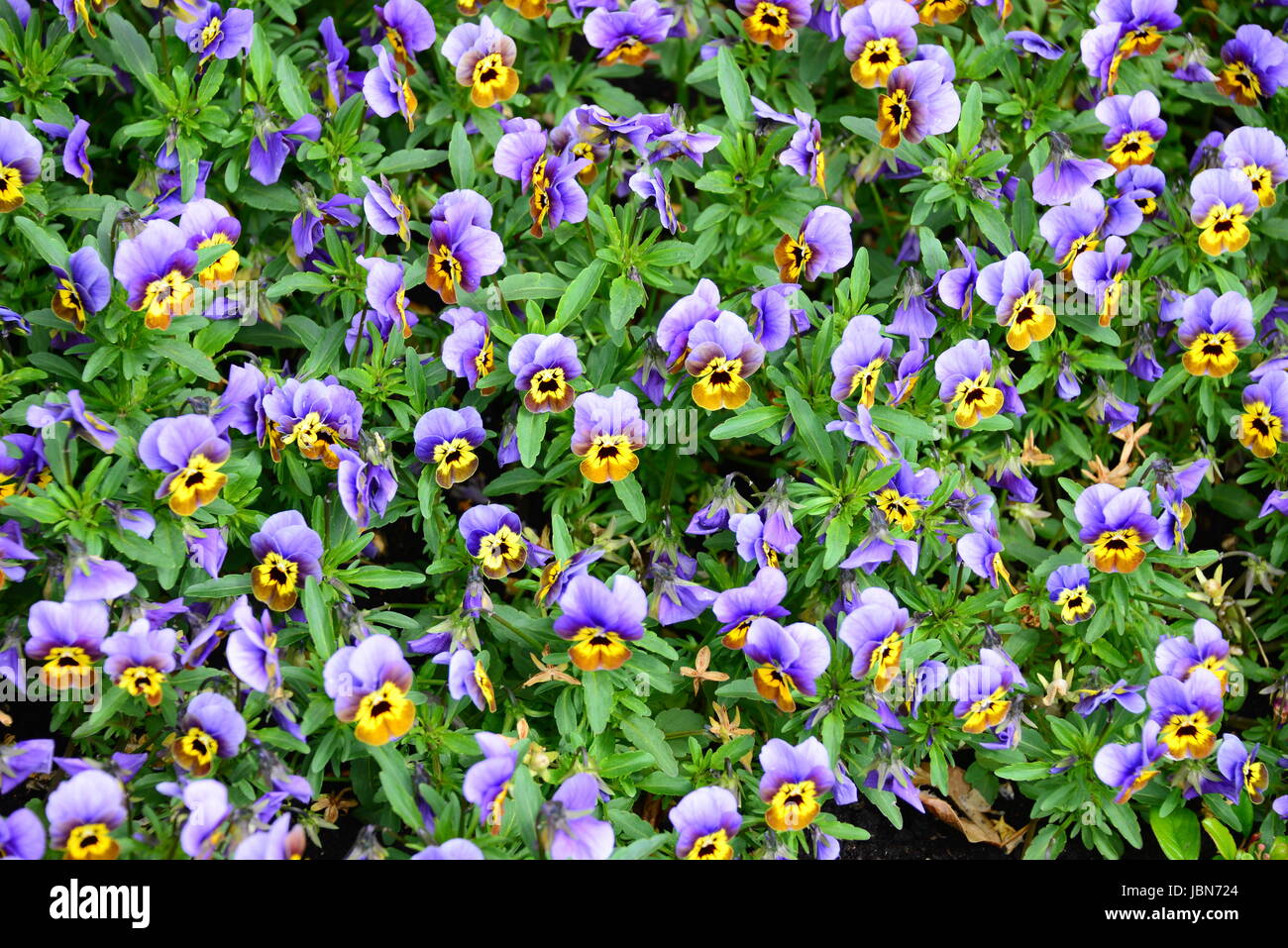 bleed vernal flowers Stock Photo Alamy