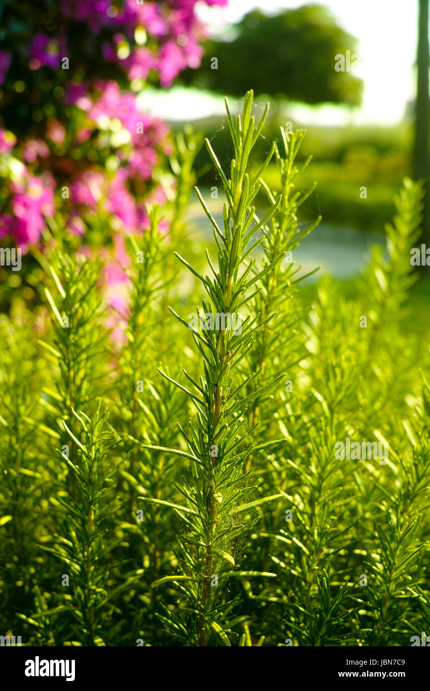 Is Rosemary a Perennial Herb? Expert Guide on Growth and Care