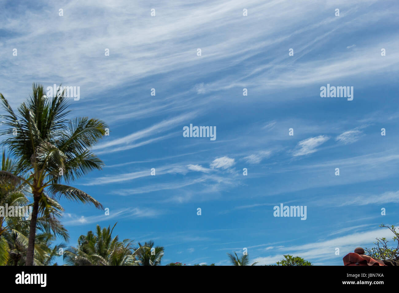 Tropische grüne Kokospalmen auf Bali vor blauem Himmel mit kleinen Wolken Stock Photo