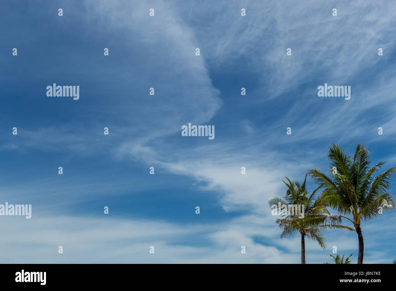 Tropische grüne Kokospalmen auf Bali vor blauem Himmel mit kleinen Wolken Stock Photo