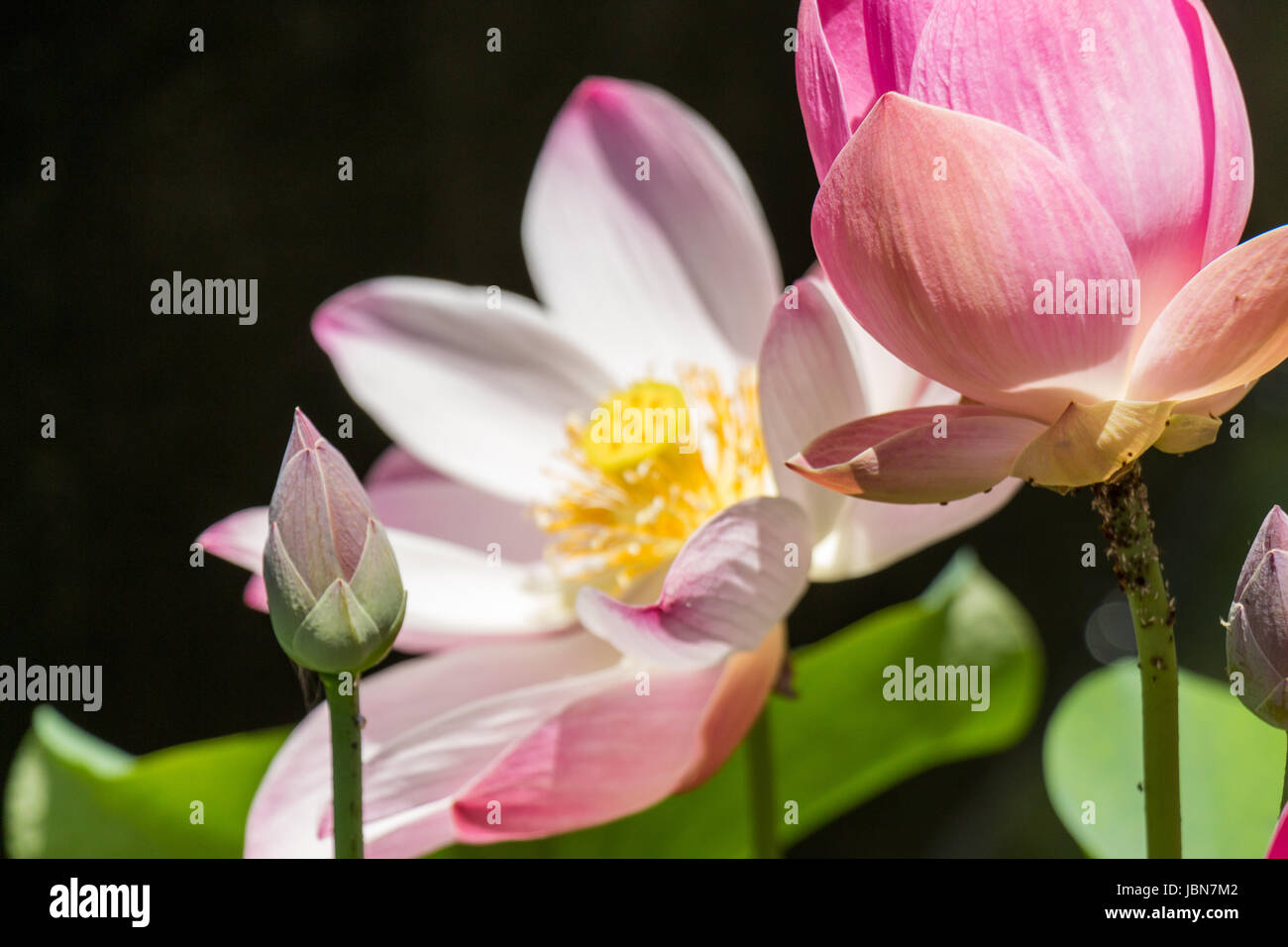 Schöne Seerosenblüte Wasserlilie in einem Seerosenteich als Nahaufnahme Stock Photo