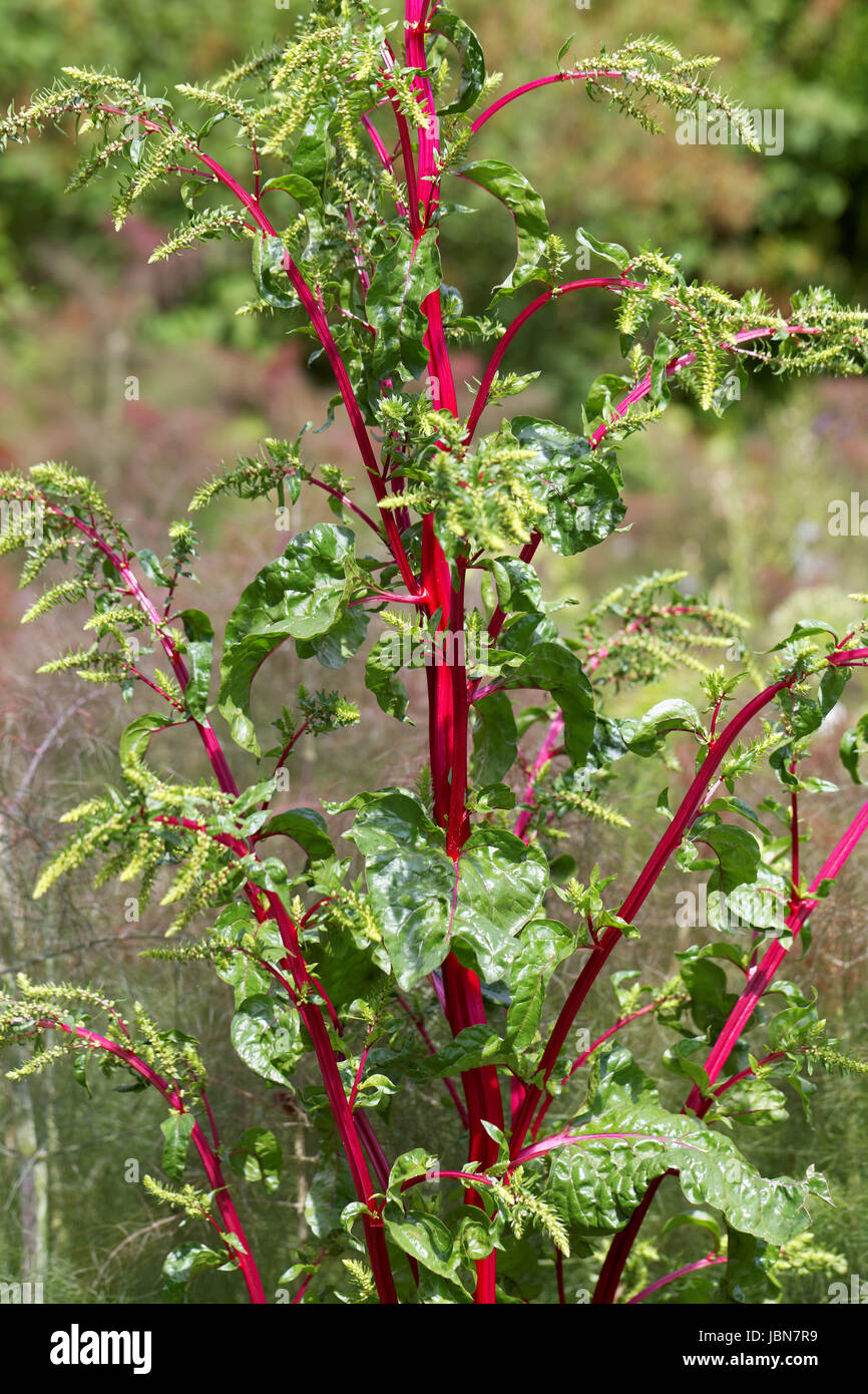 Winterspinat hi-res stock photography and images - Alamy