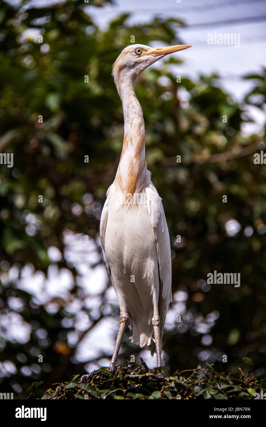 Reier steht in seinem Nest in seinem natürlichen Lebensraum Stock Photo
