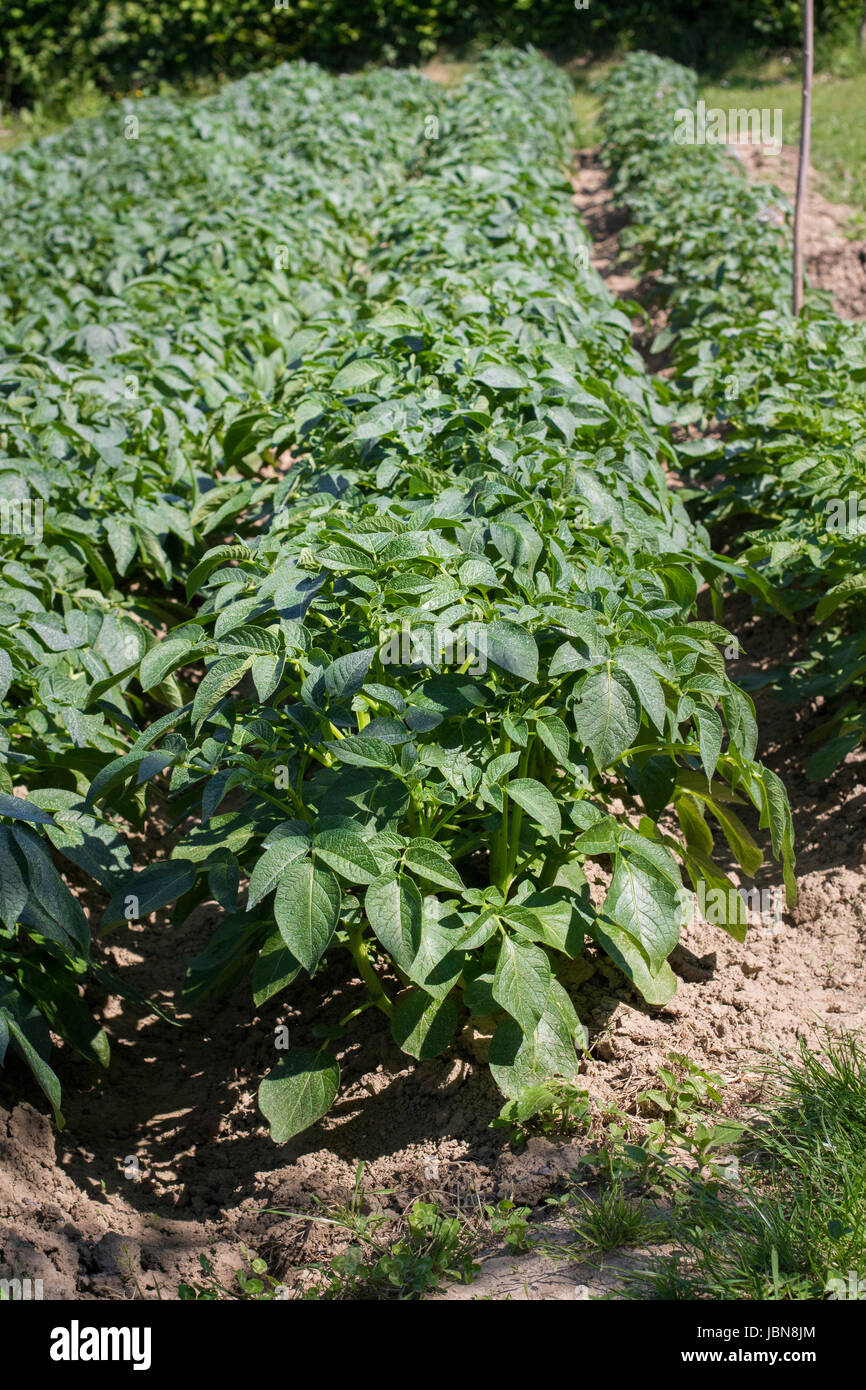 Potatoe field hires stock photography and images Alamy