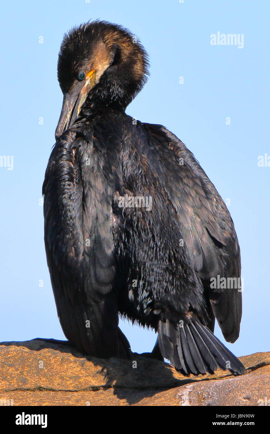 The large black sinister Cormorant, Phalacrocorax carbo, sunning itself on the Tarbat ness peninsula, in Easter Ross, Scotland Stock Photo