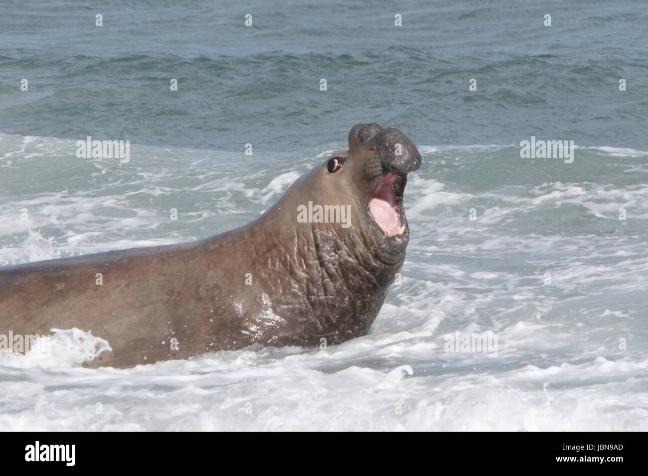southern elephant seal (Mirounga leonina) adult male (beachmaster) on beach, Falkland Islands Stock Photo