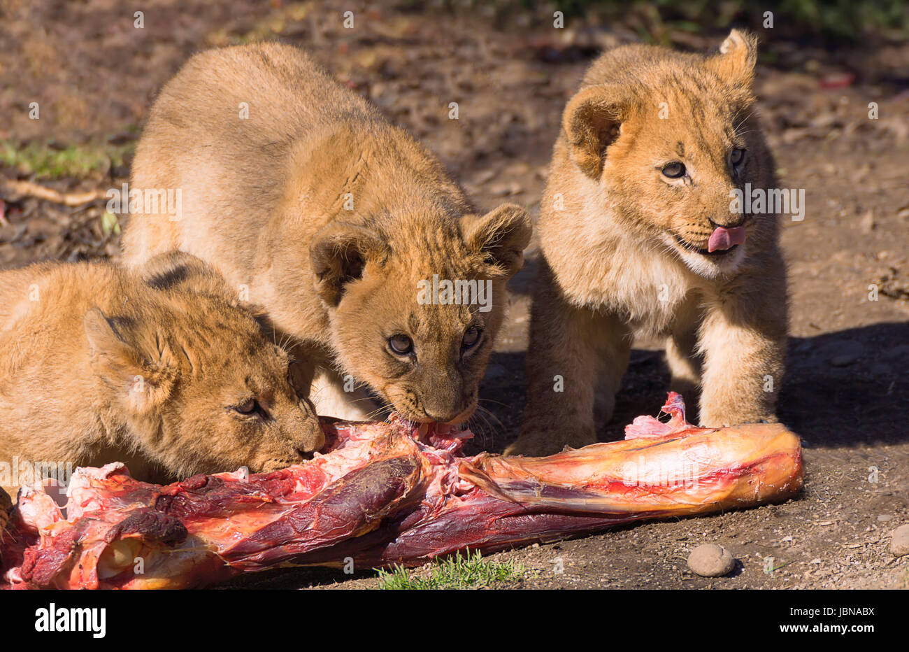 lion cat Stock Photo