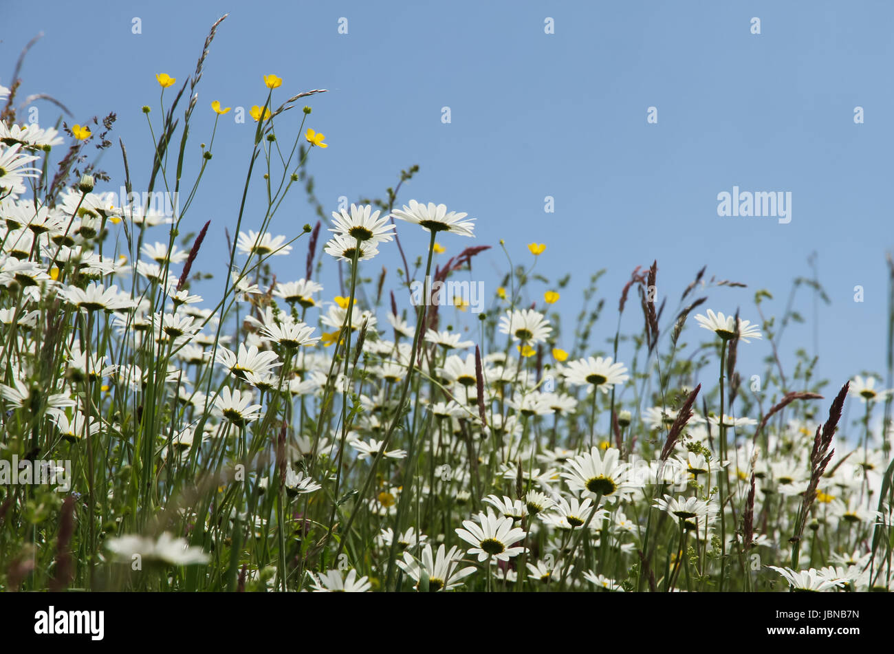Meadow Summer Floral Dress main image 1
