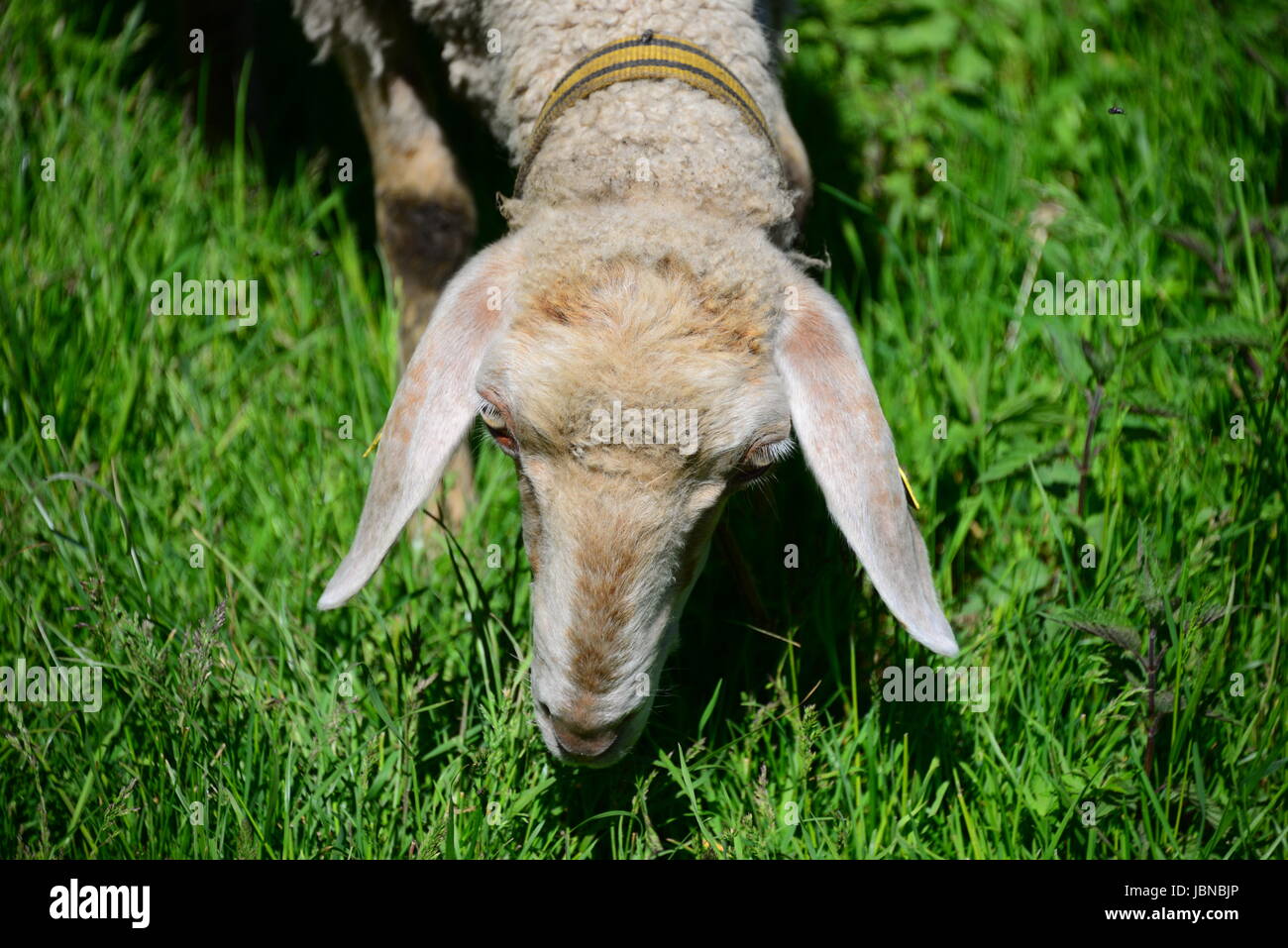 sheep on the meadow Stock Photo - Alamy