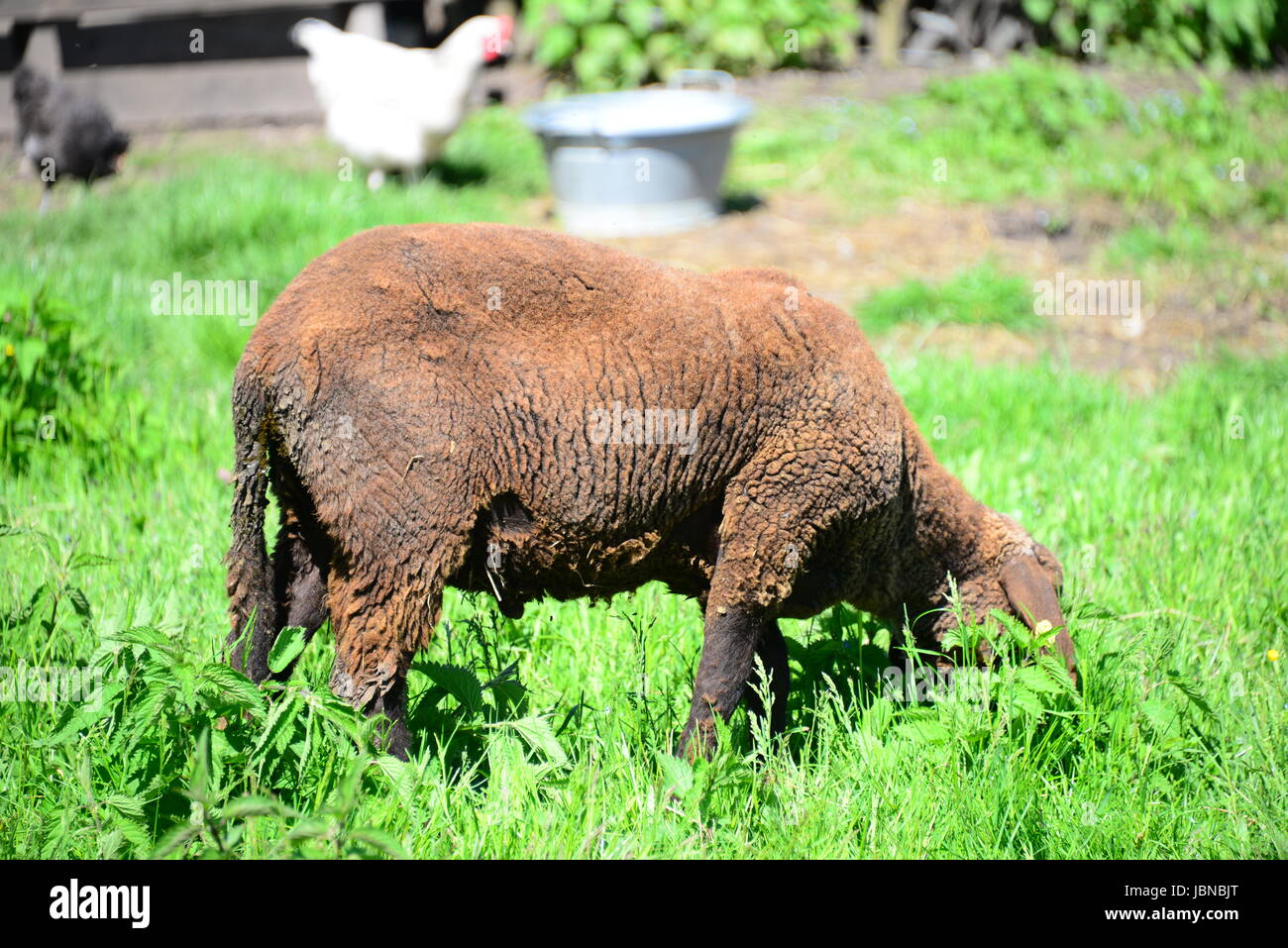 sheep on the meadow Stock Photo - Alamy