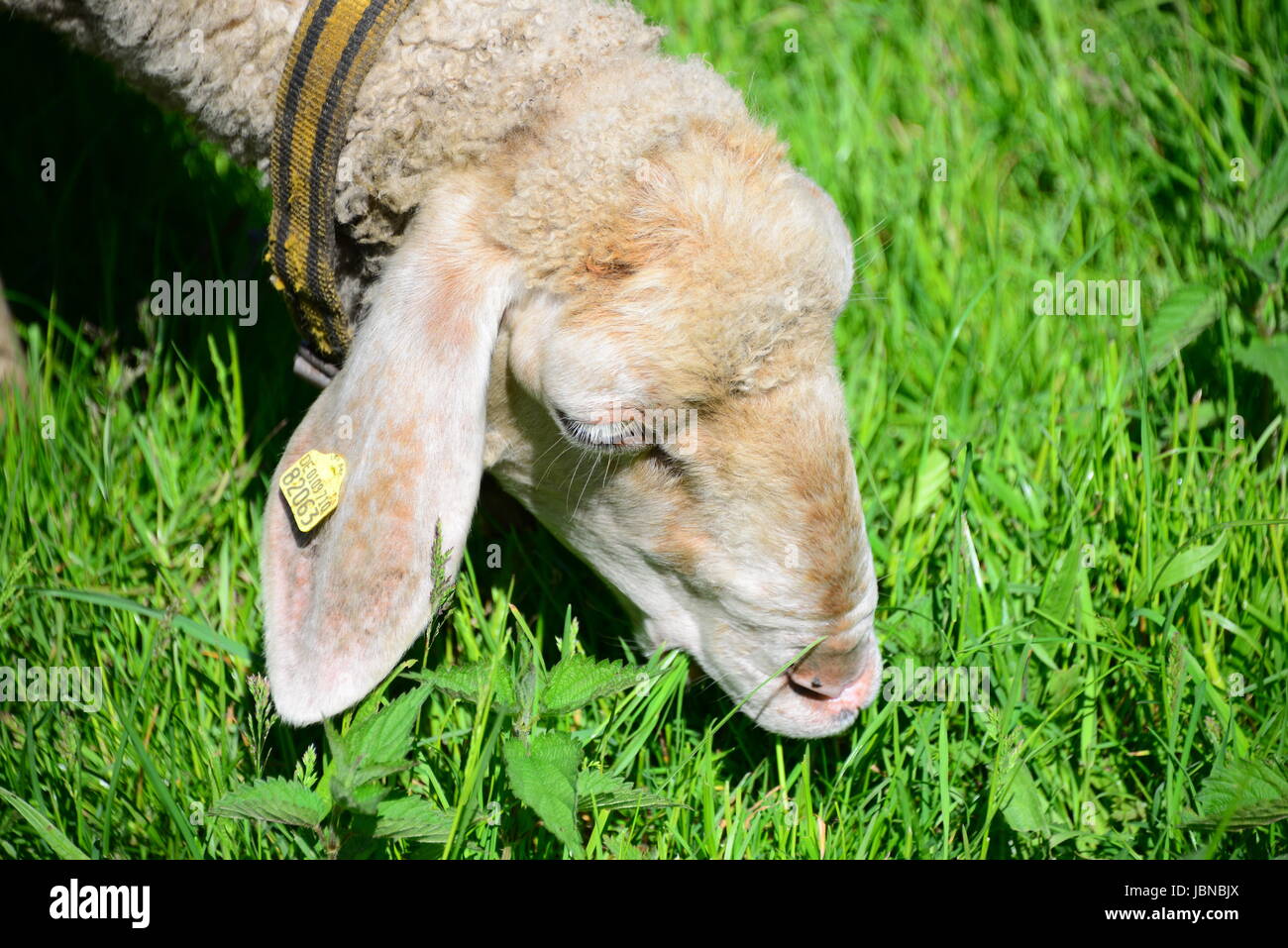 sheep on the meadow Stock Photo - Alamy