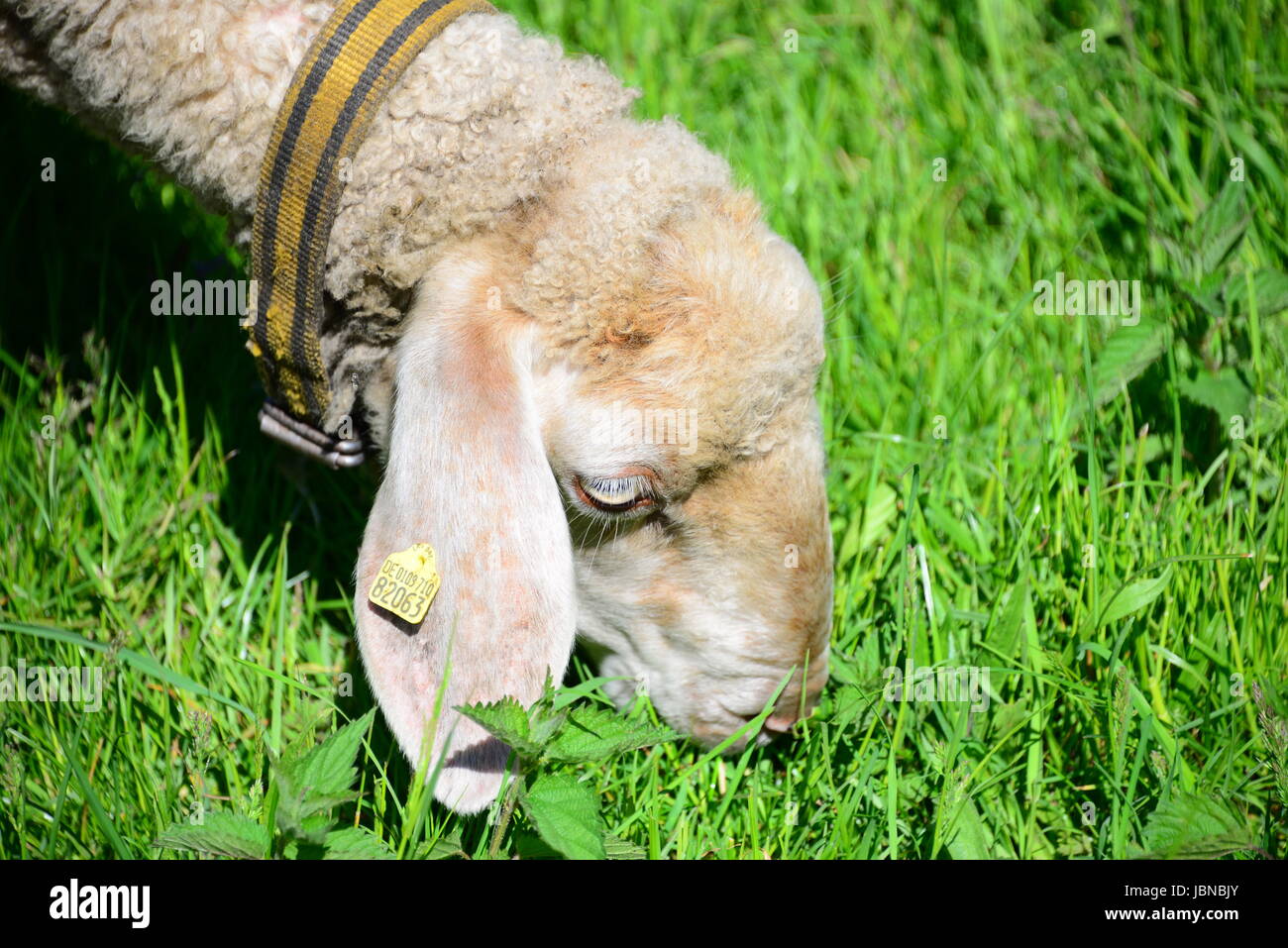sheep on the meadow Stock Photo - Alamy
