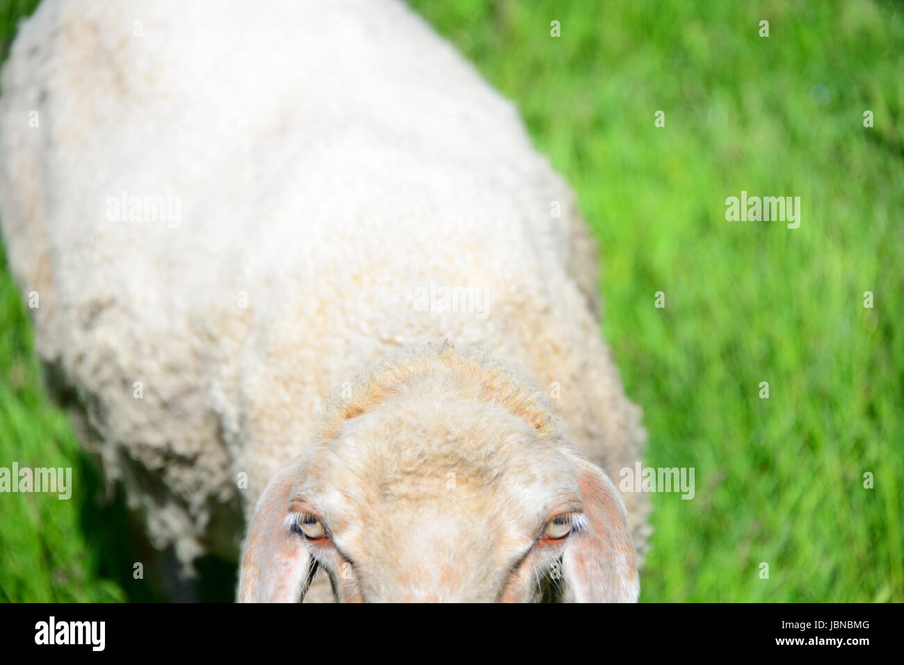sheep on the meadow Stock Photo - Alamy
