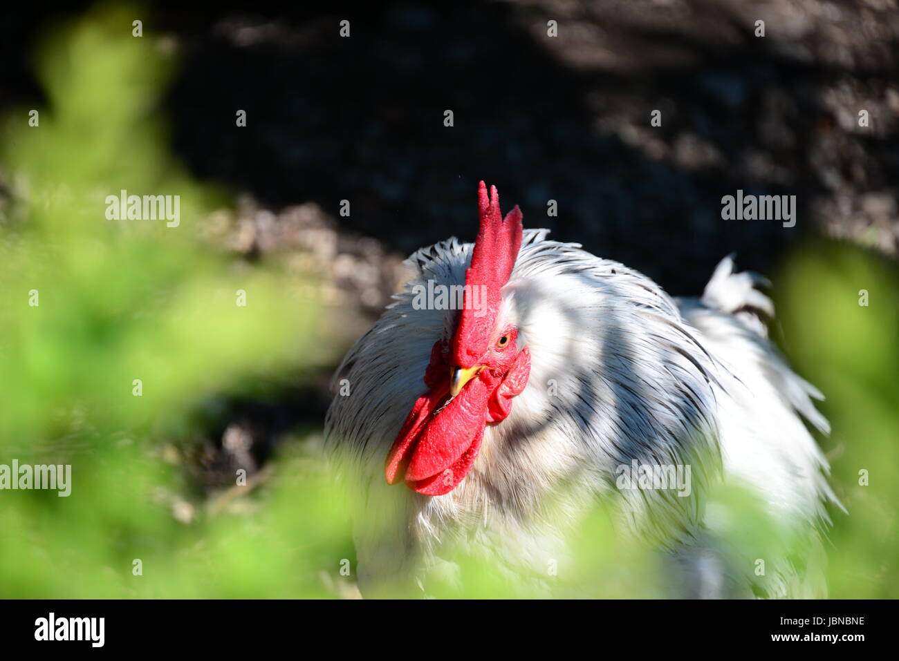 hahn / chicken on the meadow Stock Photo - Alamy