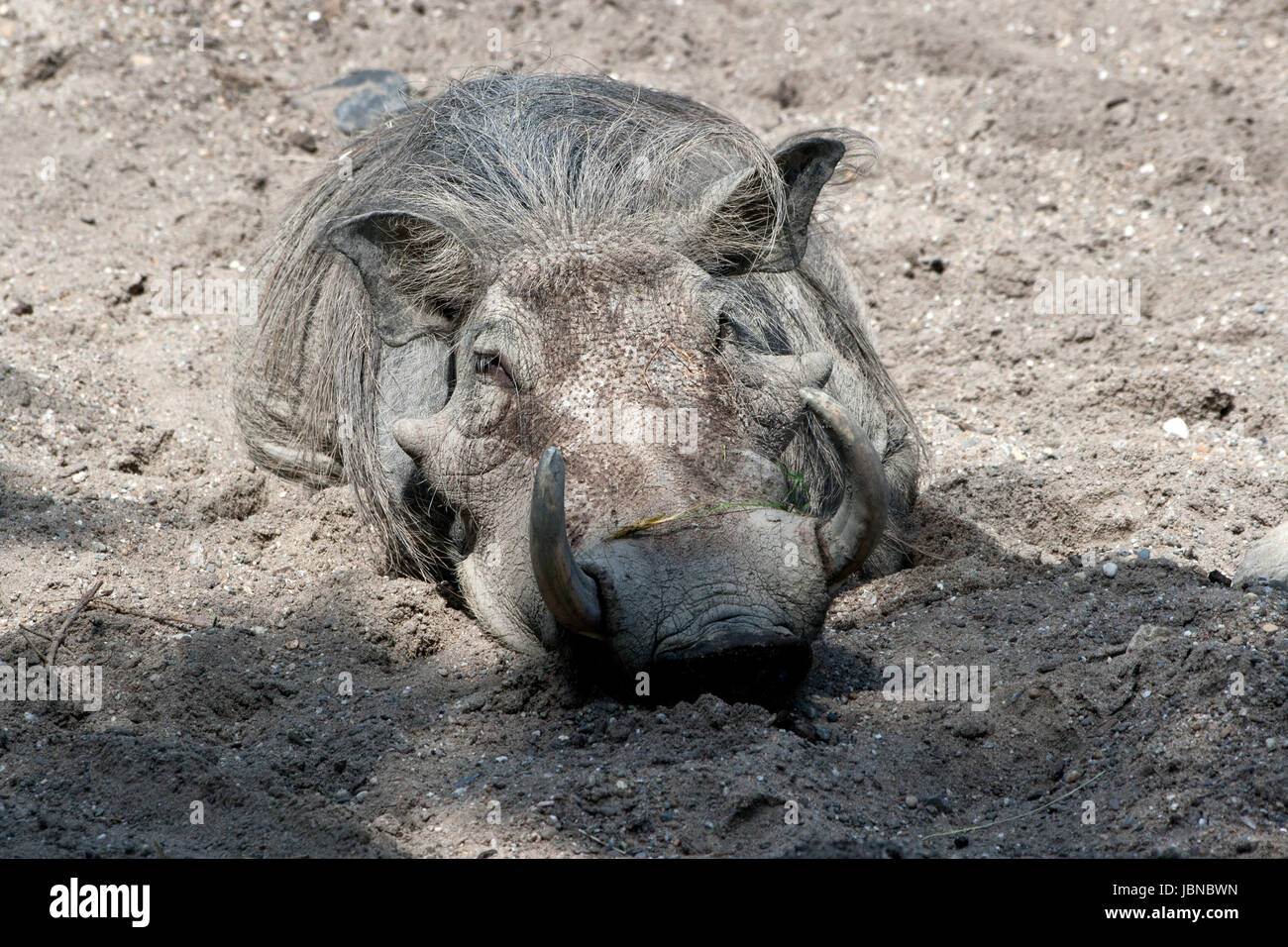 warthog in the sand Stock Photo