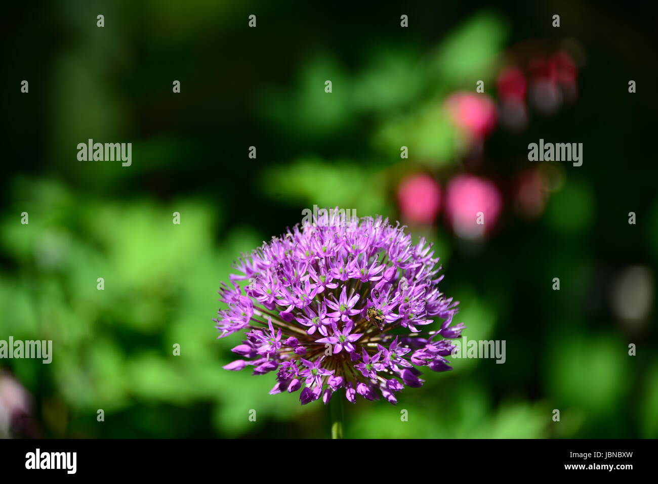 bleed vernal flowers Stock Photo Alamy