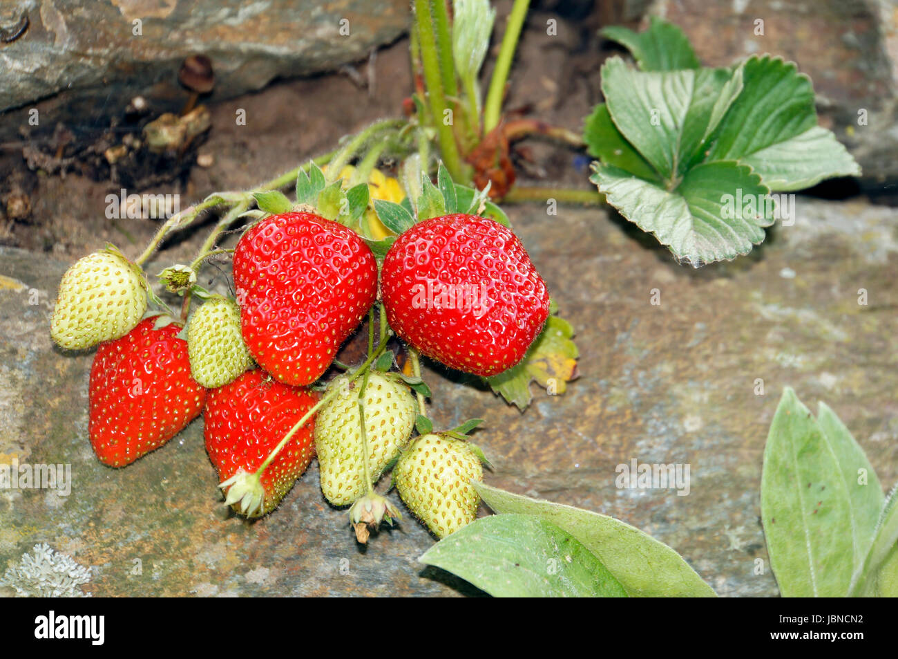 reife Erdbeeren am Strauch Stock Photo