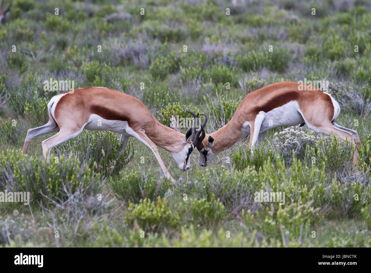 Springbok antelope fighting etosha hi-res stock photography and images ...