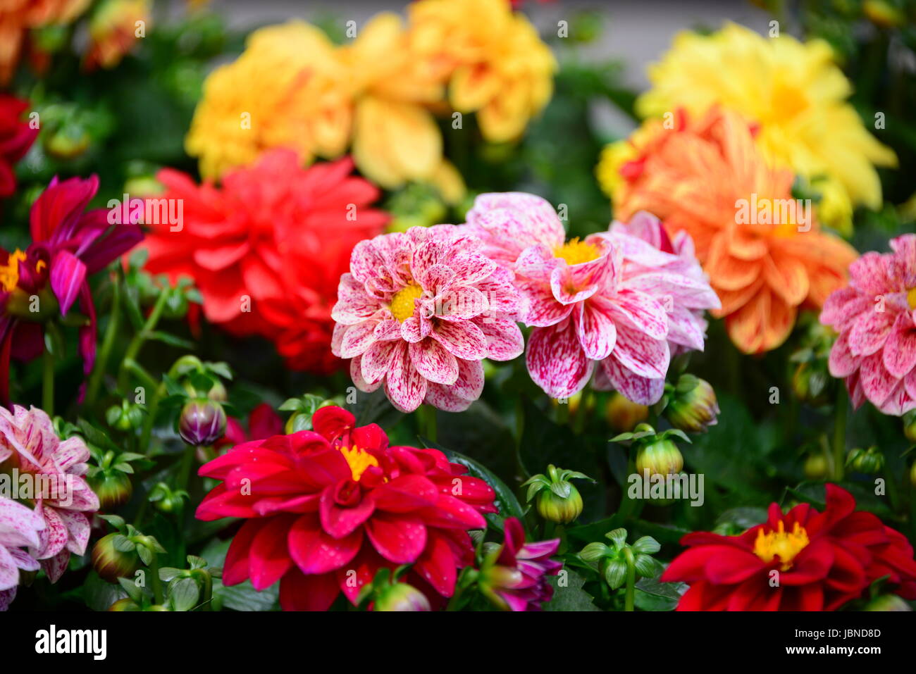bleed vernal flowers Stock Photo Alamy