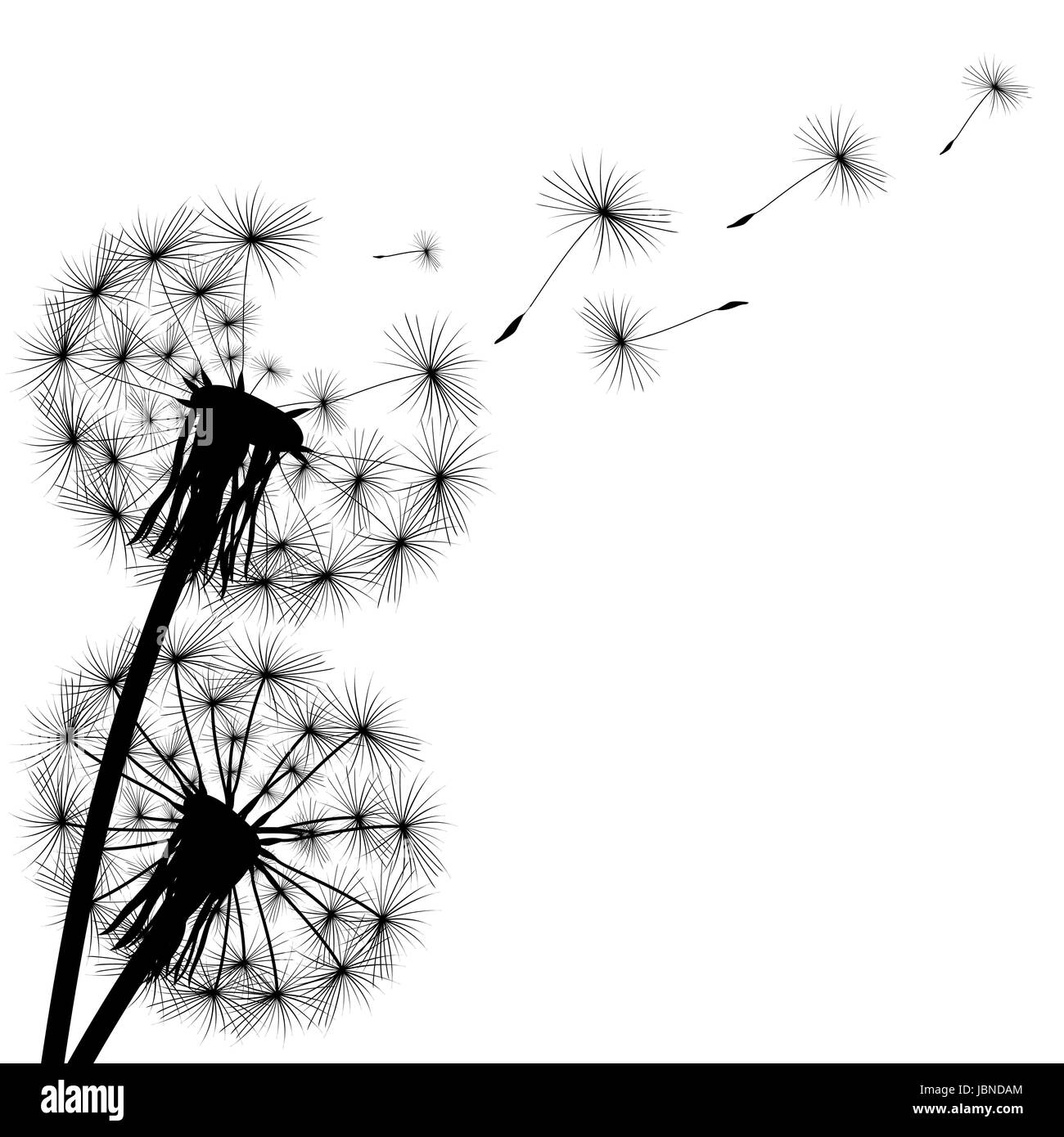 Are dandelions a weed Black and White Stock Photos & Images - Alamy