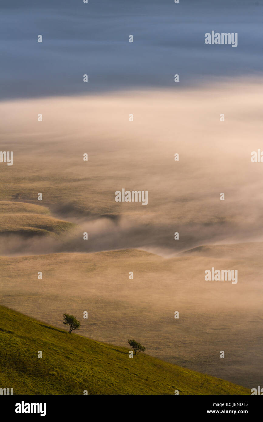 Twins- Two windswept trees are dwarfed by the receding fog in the valley below. The lifting dawn fog reveals. the hills and fields below. Stock Photo
