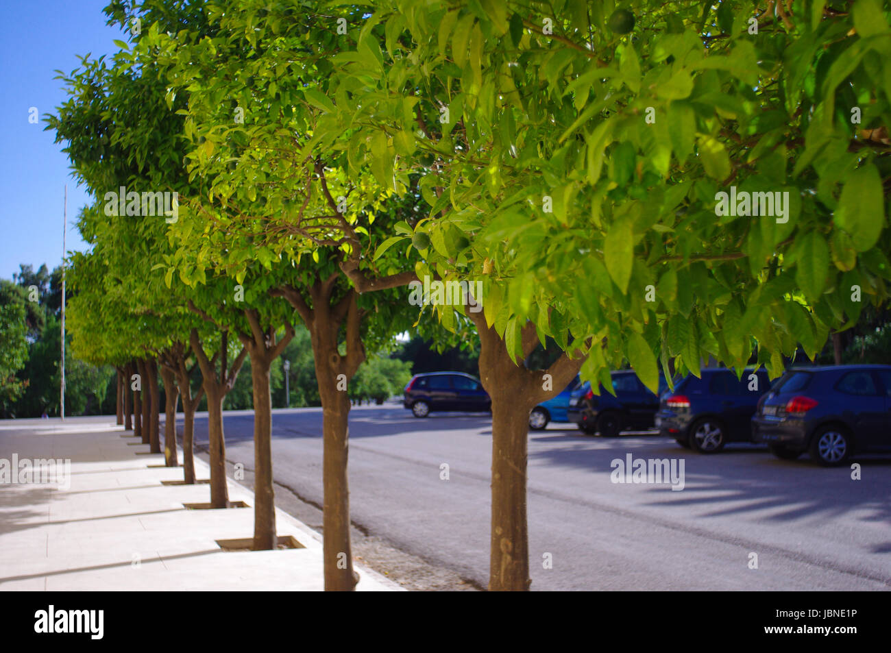Green Lime trees in Athens, Greece Stock Photo - Alamy