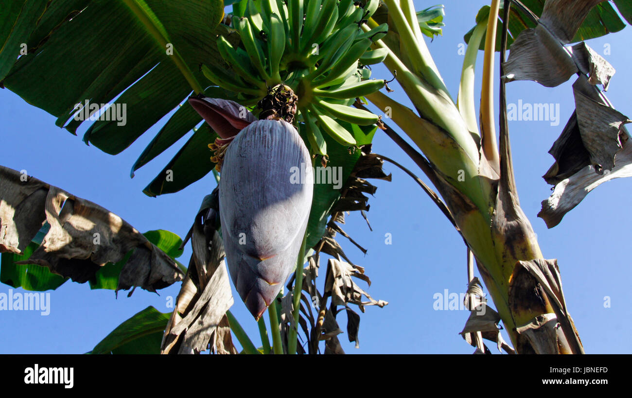 agriculture in the dominican republic Stock Photo Alamy