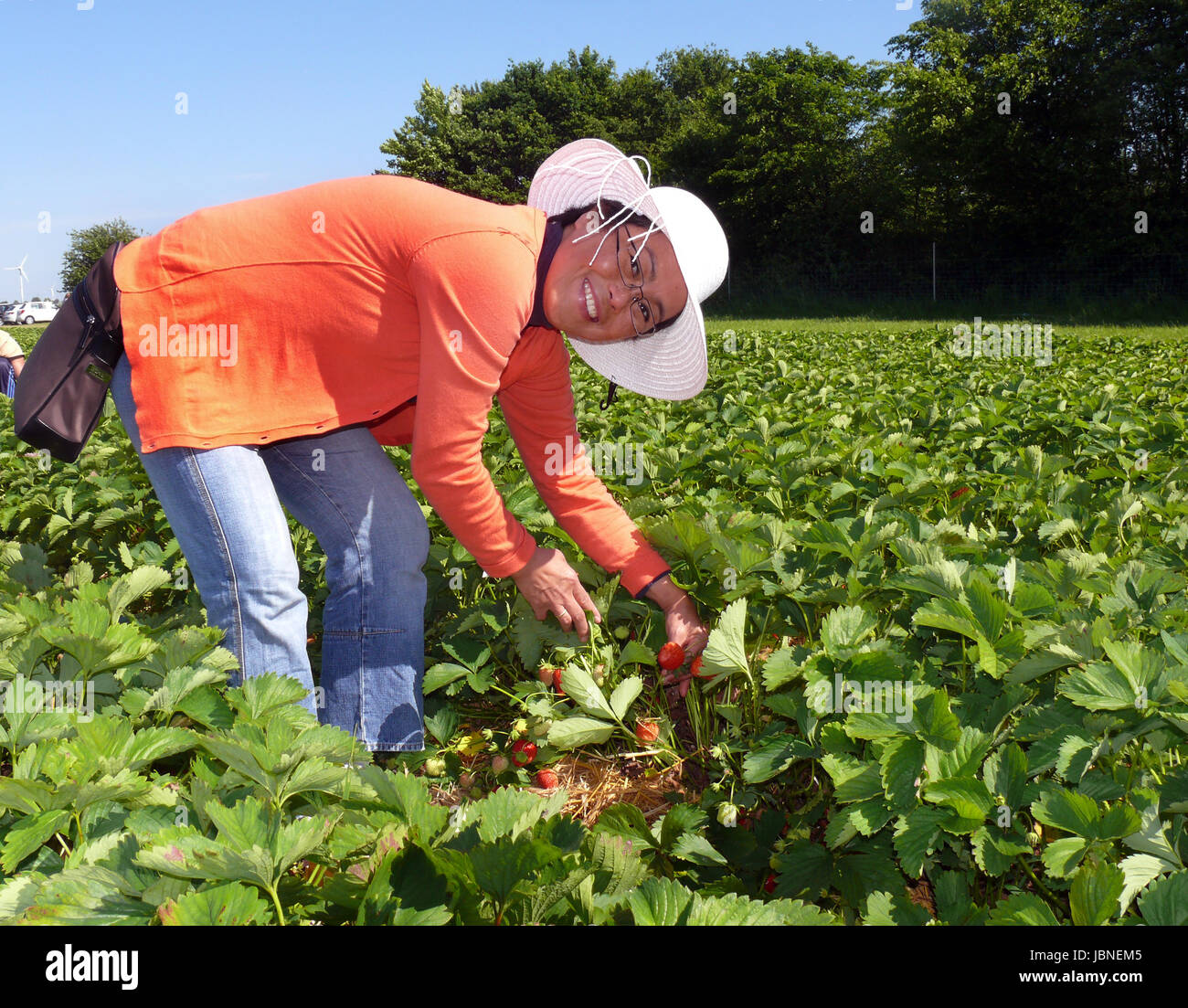 When picking strawberries Stock Photo - Alamy