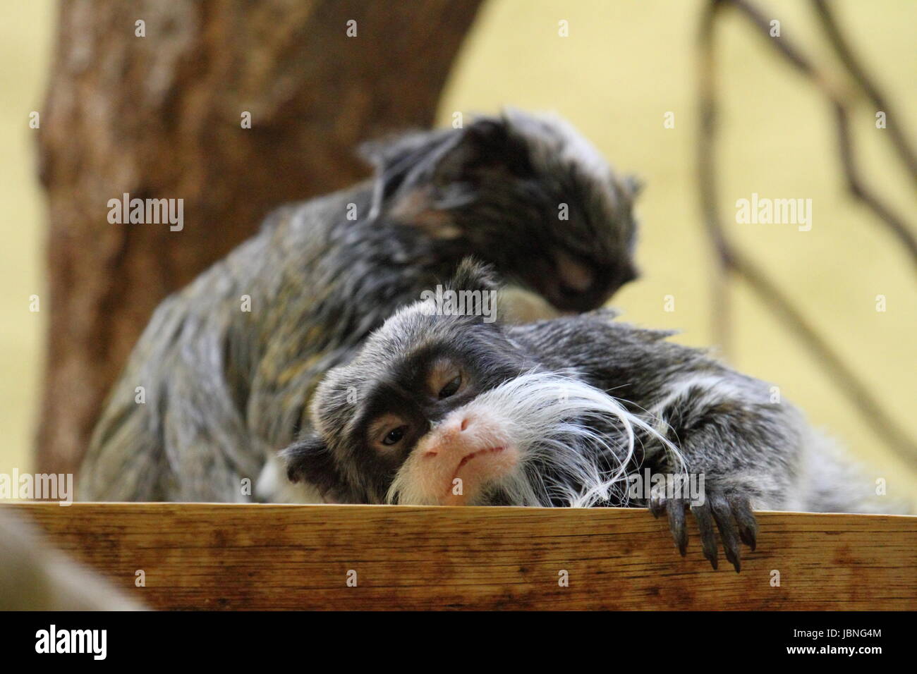 kaiserschnurrbart tamarine in the fur care Stock Photo
