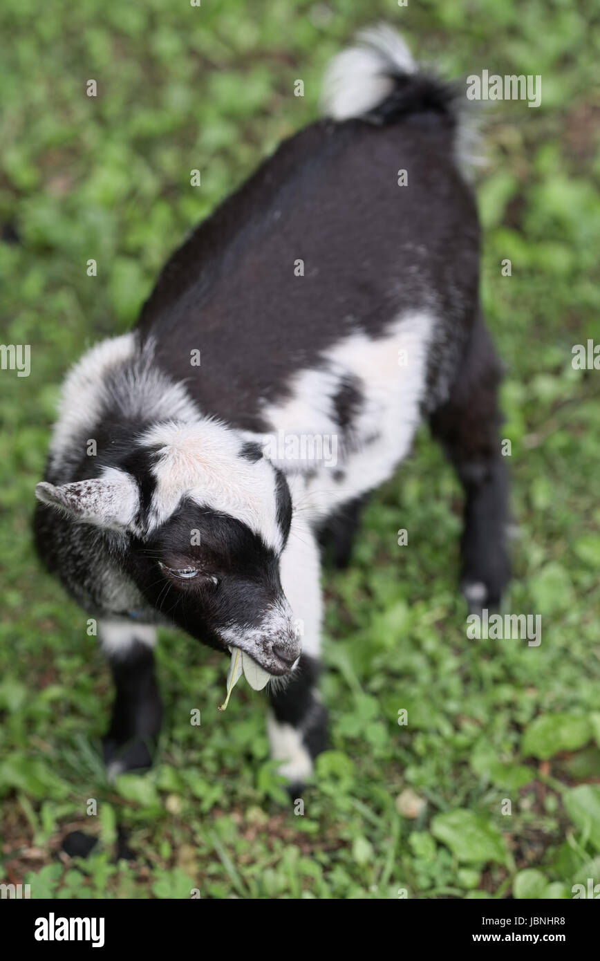 young Nigerian Dwarf goats eating leaves Stock Photo