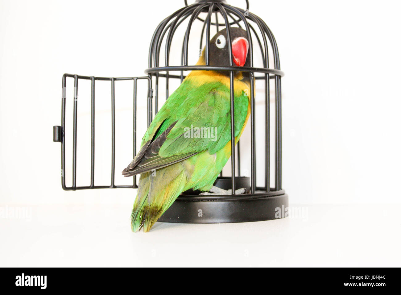 The Escape Parrot In A Cage With An Open Door On A White