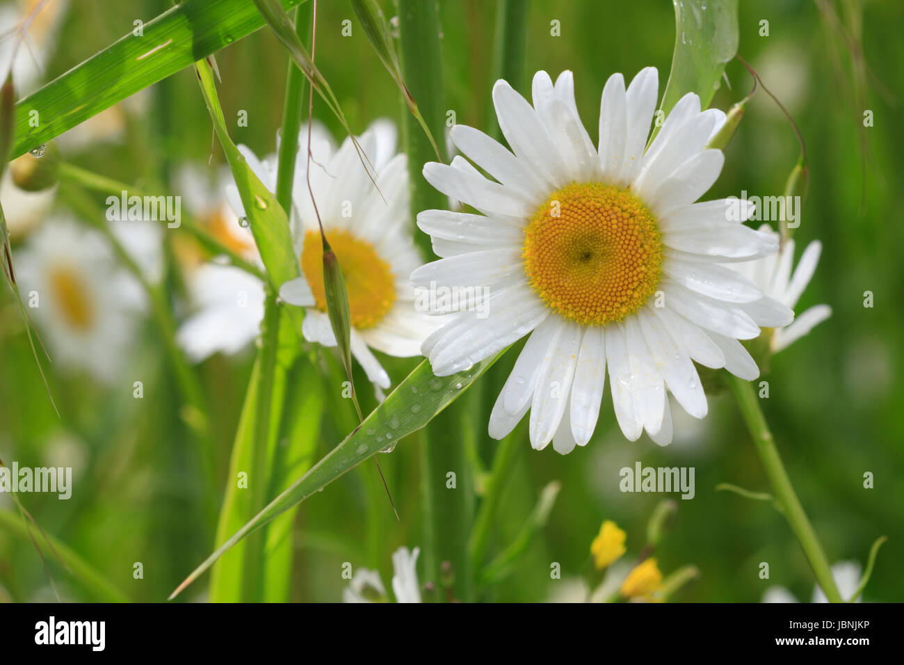 Rain daisies hires stock photography and images Alamy