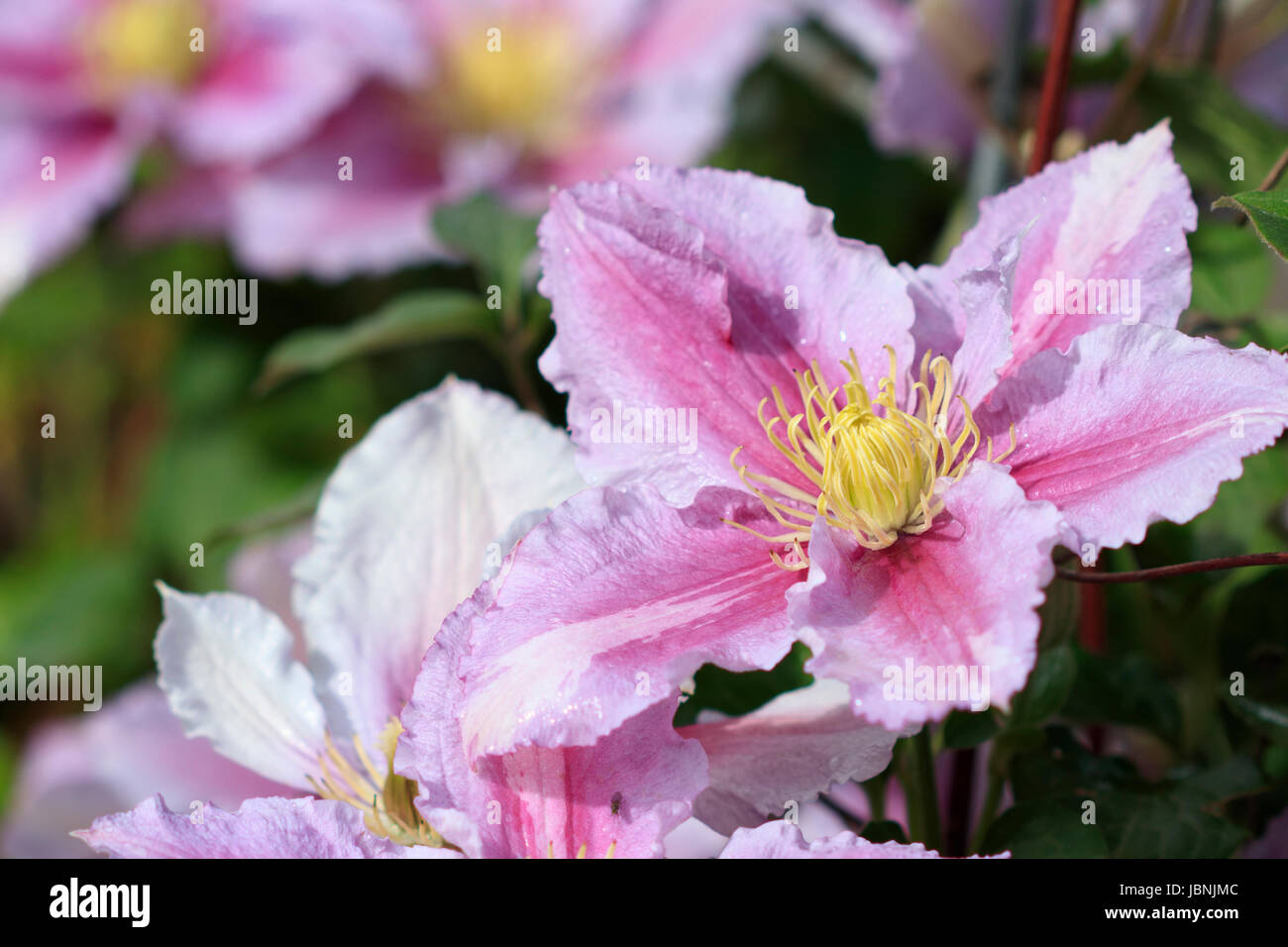 Taylor's Clematis Blossom Stock Photo
