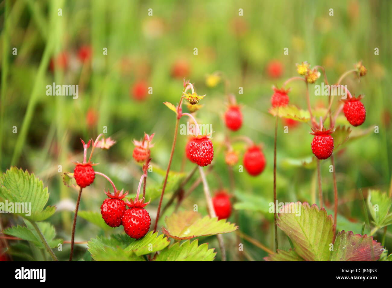 Strawberry card hi-res stock photography and images - Alamy