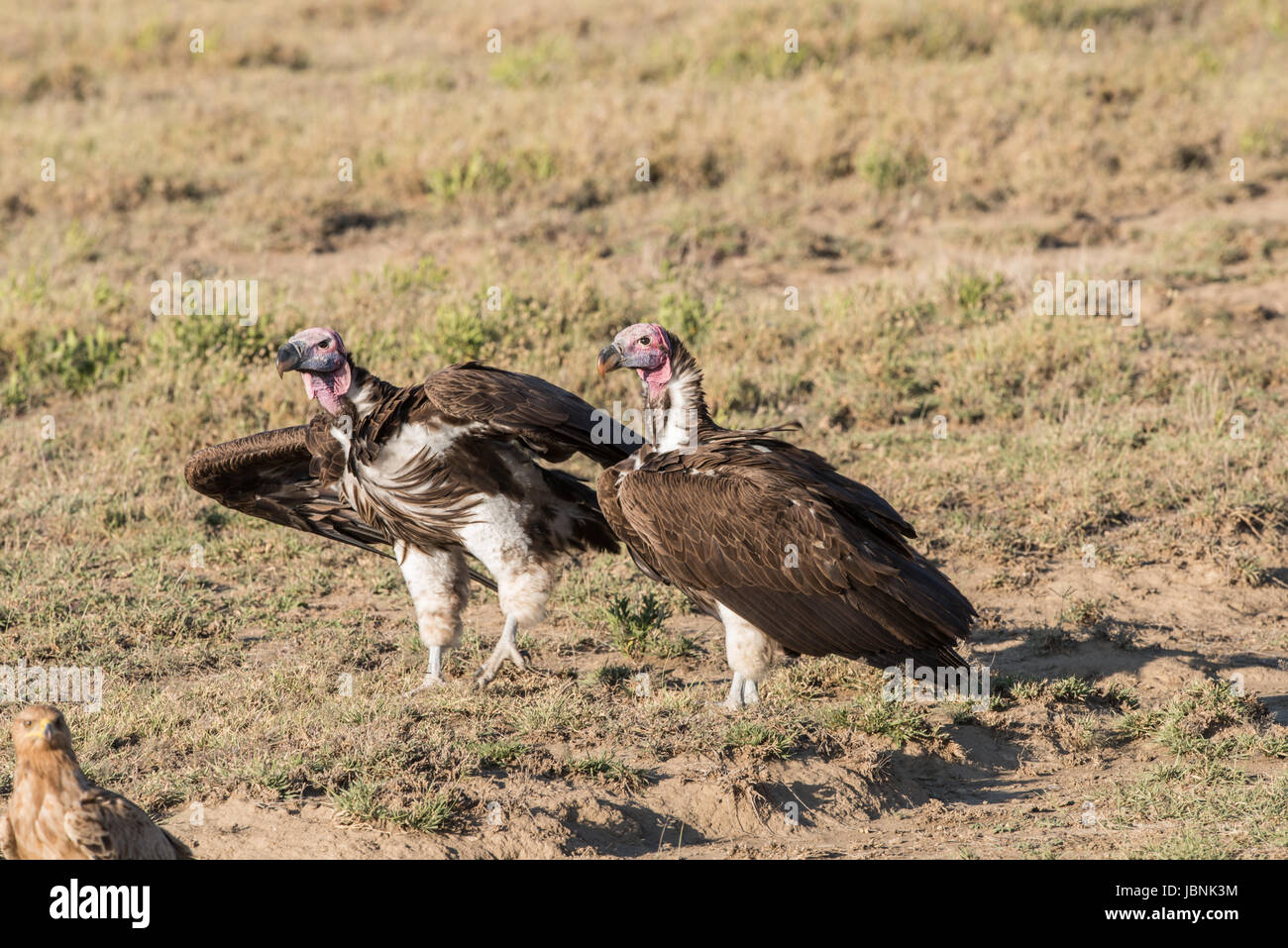 Lappet-faced vulture, Serengeti National Park, Tanzania Stock Photo