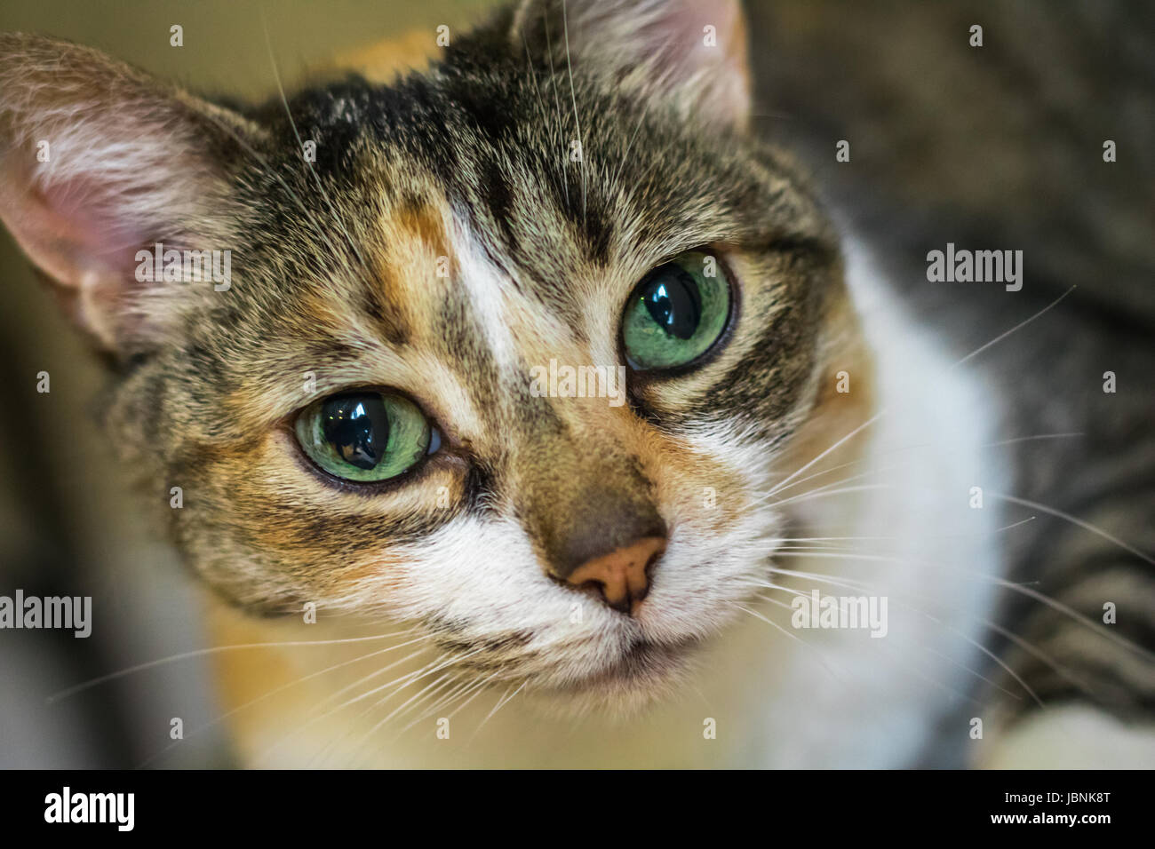 Horizontal closeup photo of a calico cat's face with bright green eyes Stock Photo