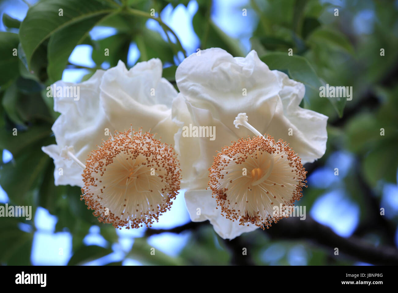 Baobab flowers at sunrise Stock Photo - Alamy