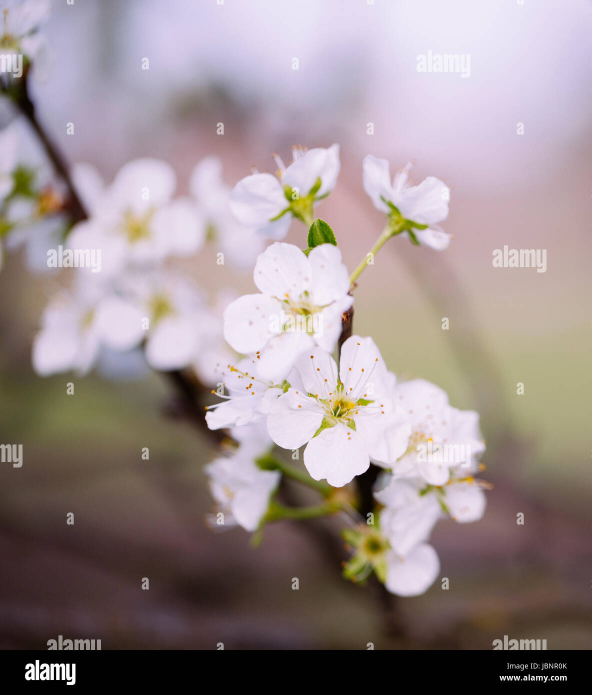 Tree flower blossom at spring in april Stock Photo Alamy