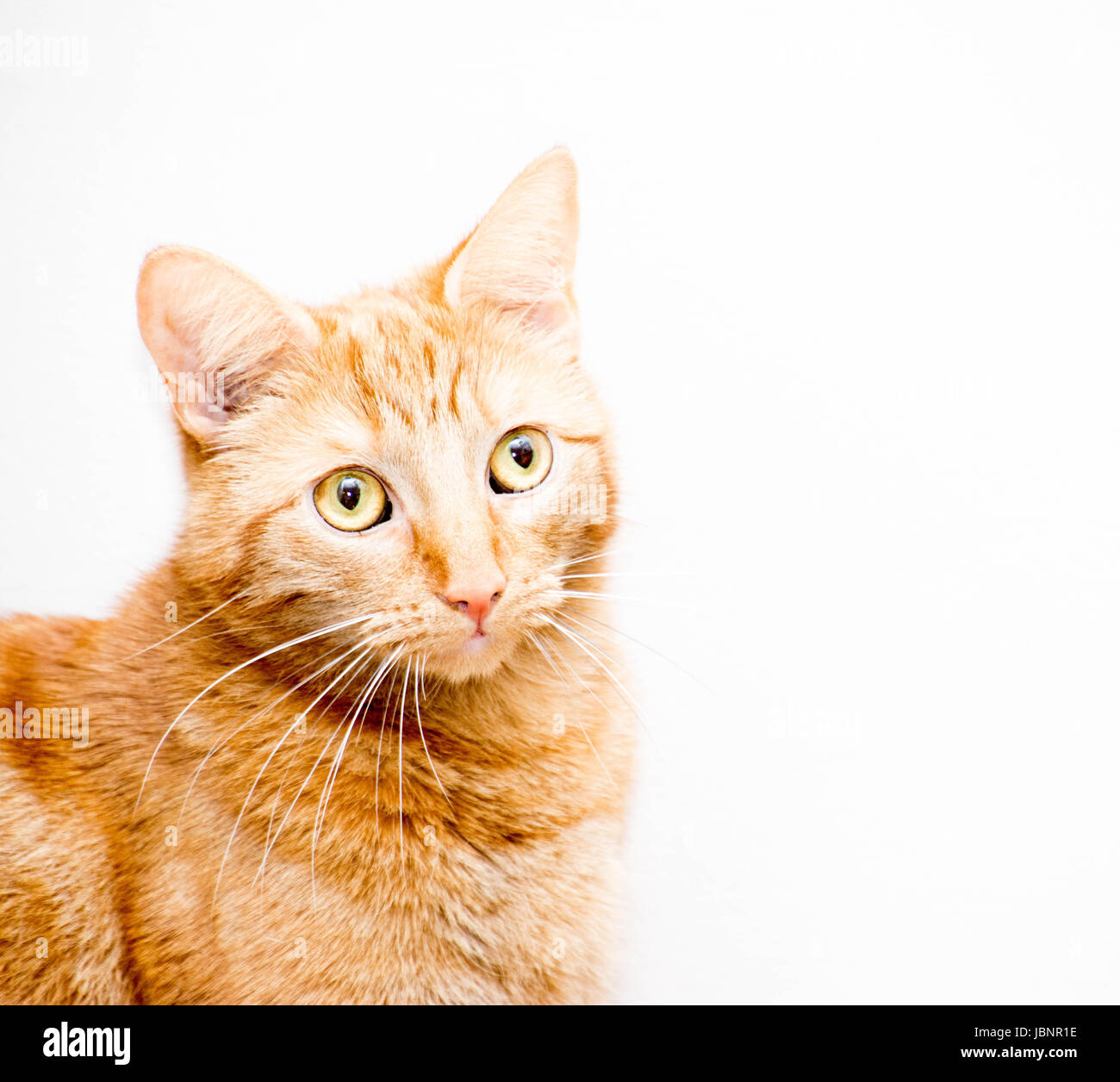 Male ginger cat hires stock photography and images Alamy