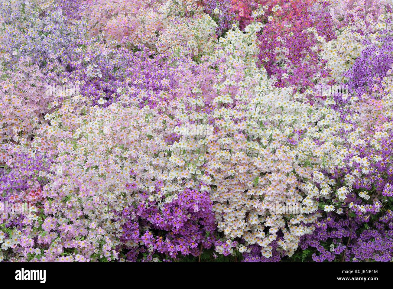 Mass of poor mans Orchids in purple and white Stock Photo
