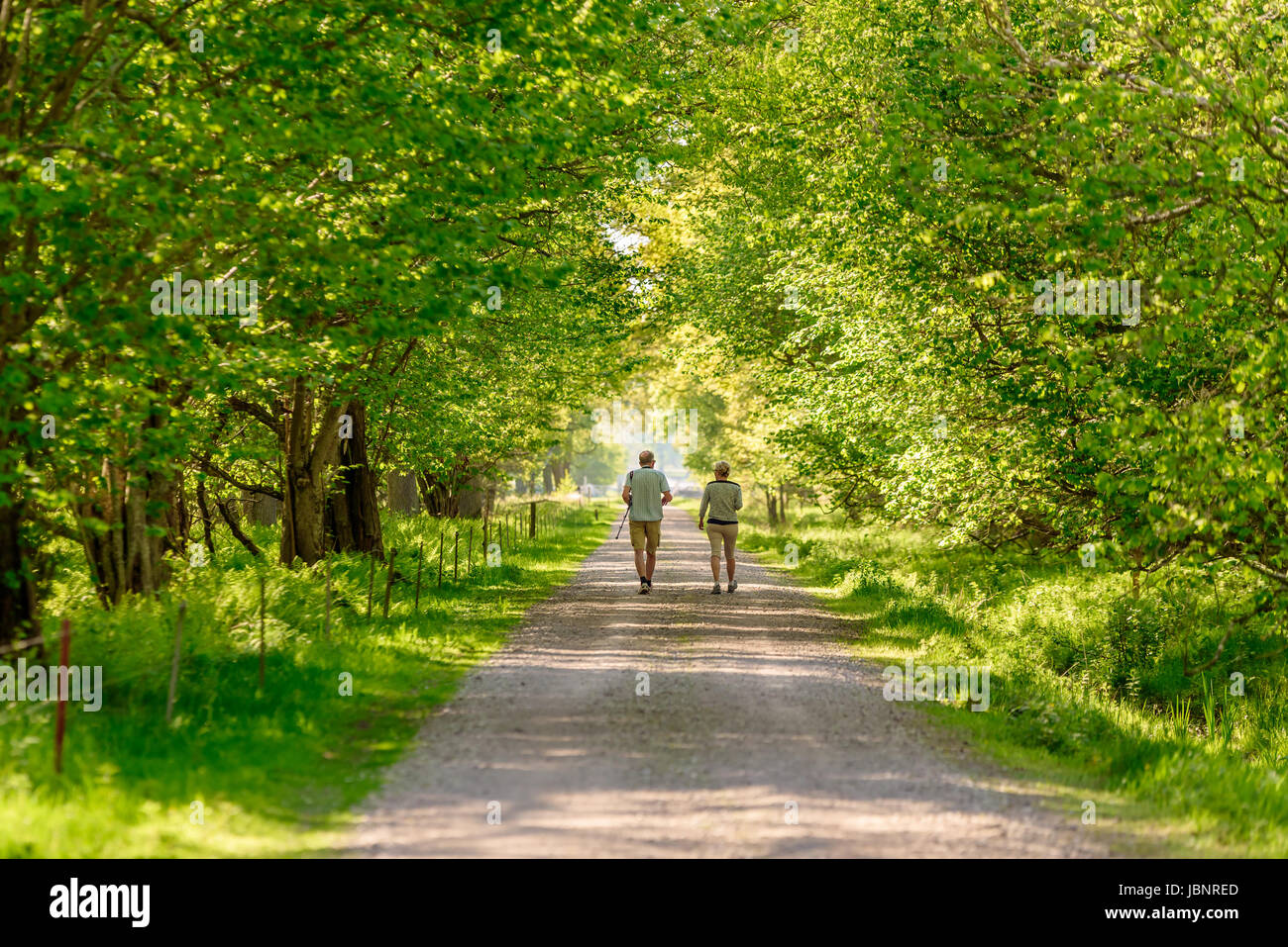 Ottenby, Sweden - May 27, 2017: Environmental documentary. Senior couple walking and birdwatching on straight narrow country road. Trees forming a tun Stock Photo