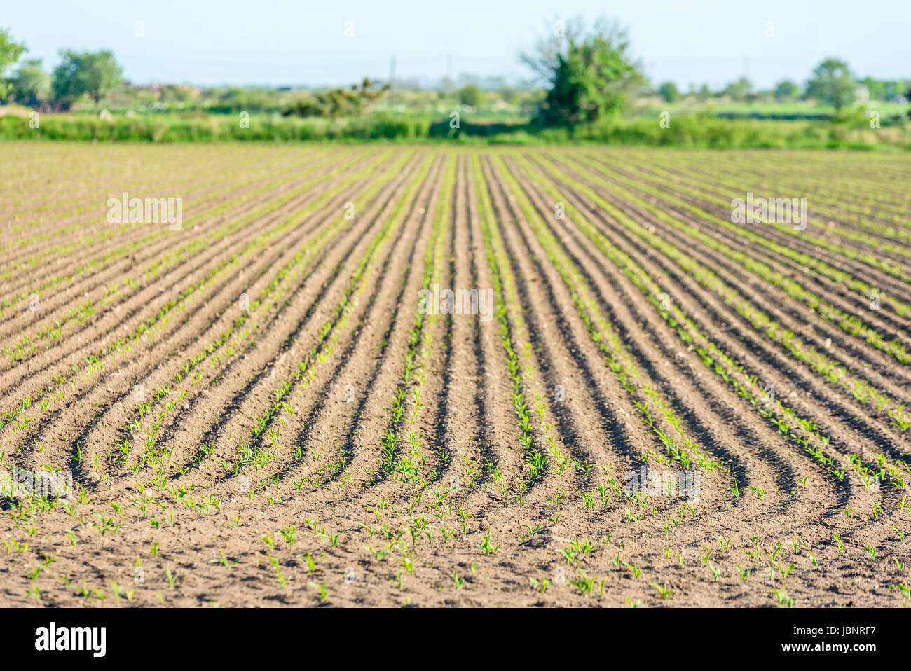 Lines and patterns in farmers field. Small plants beginning to grow. Shallow focus on foreground. Copy space. Stock Photo