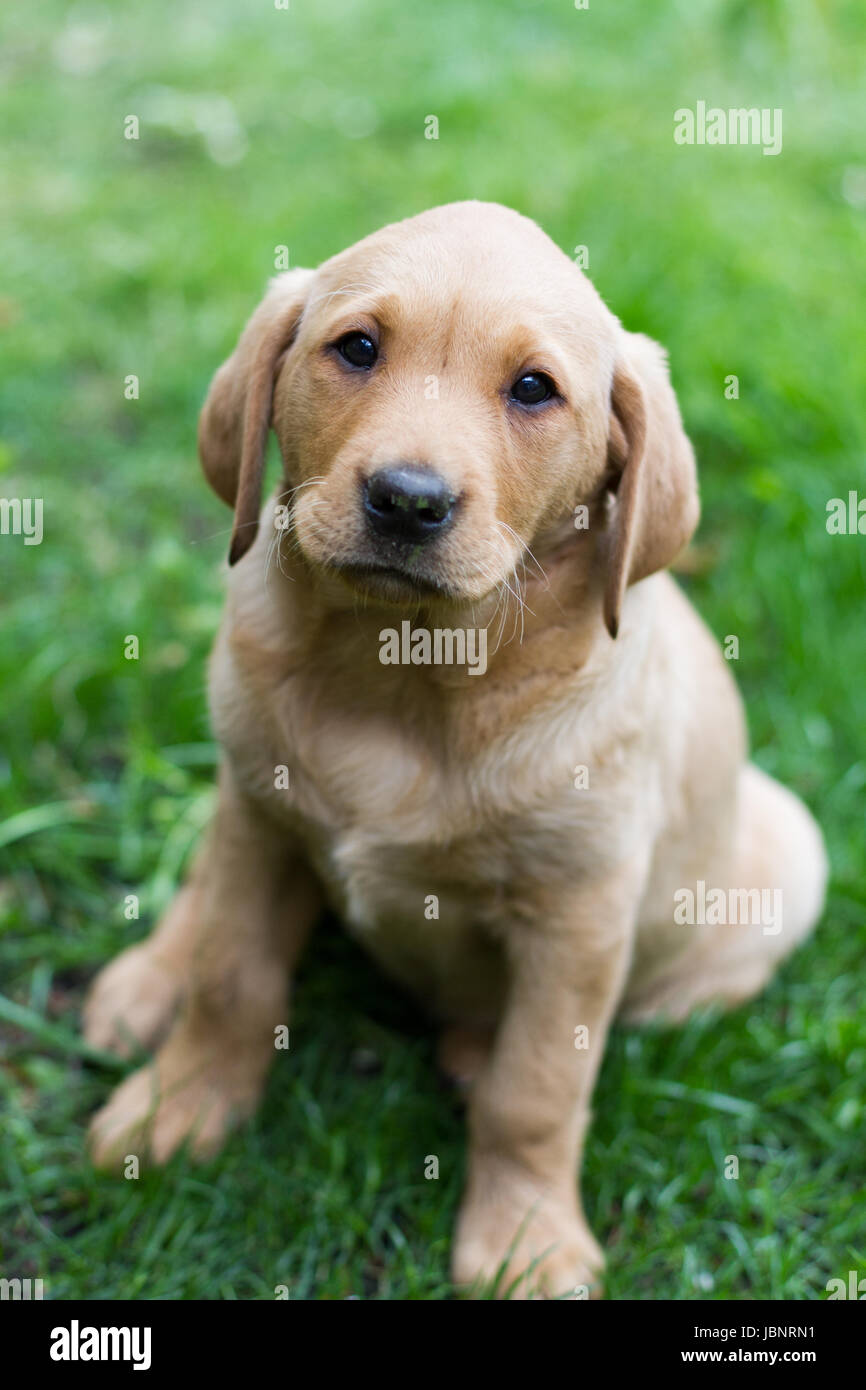 A cute, yellow Labrador Retriever puppy obediently sitting in a garden on grass and looking straight at the camera. Stock Photo