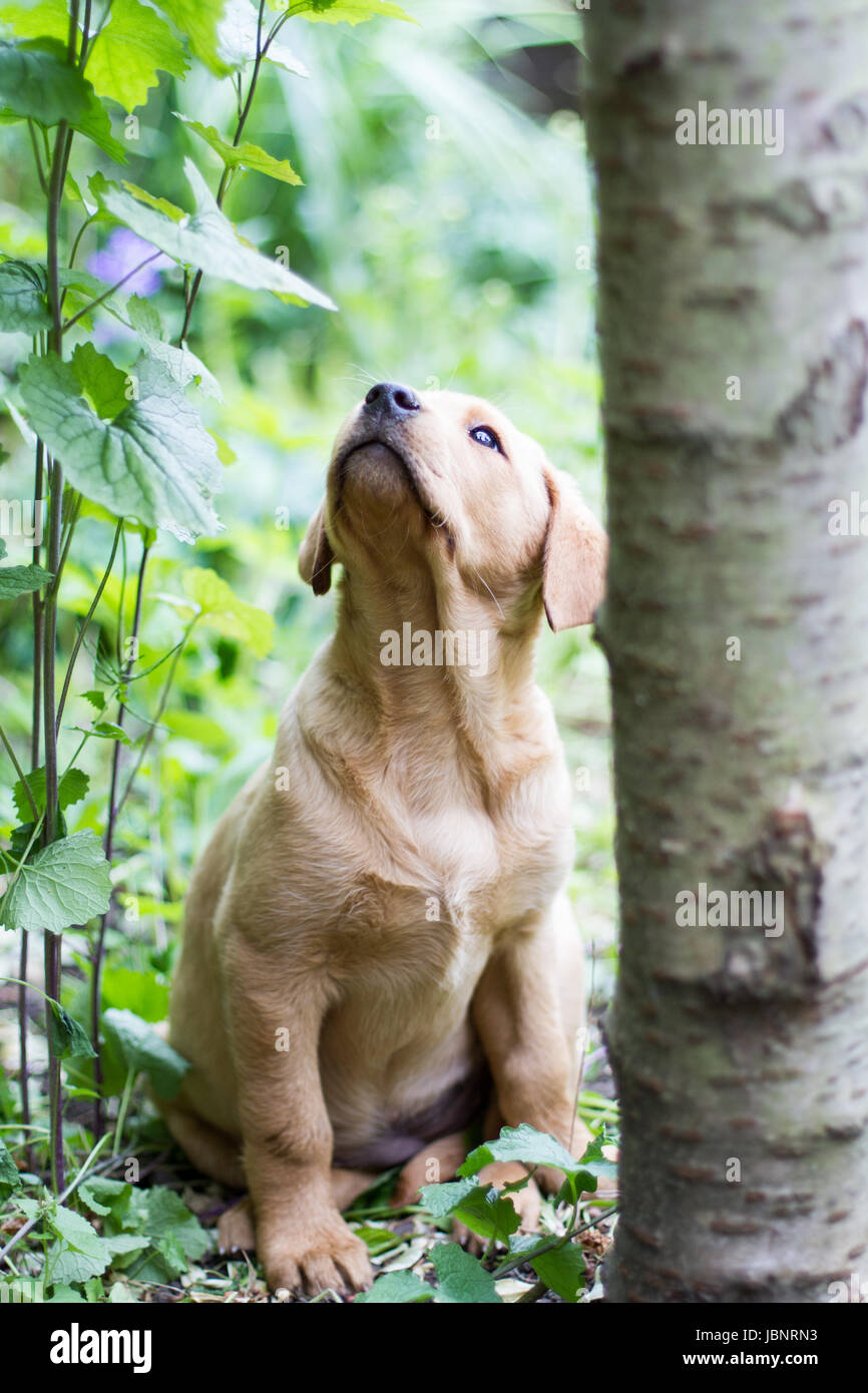 A curious and inquisitive yellow Labrador retriever puppy sitting obediently and looking upwards in undergrowth or garden. Stock Photo